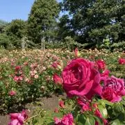roseの画像