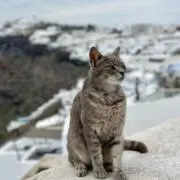 まろの画像