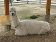 むうの画像