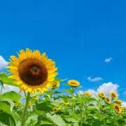 即購入⭕️18時までの入金で本日発送☆の画像