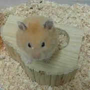 ハム子の画像