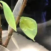 gincoowの画像