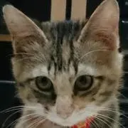 コアラ