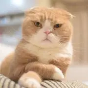 ぐみたん