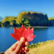 ソニアの画像