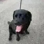 PECOの画像
