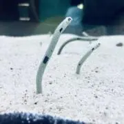 LUNAの画像