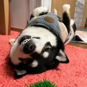 こたの画像