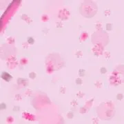 NNの画像