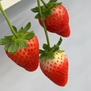 やっちゃん