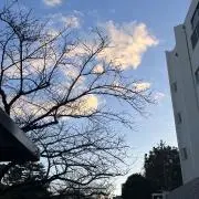 セイの画像
