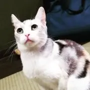 Nicaaの画像