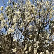 まこ