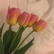 チューリップ
