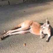 シェバの画像
