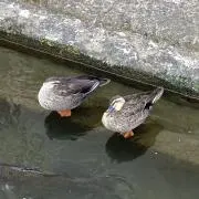 あ
