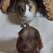 みぃの画像
