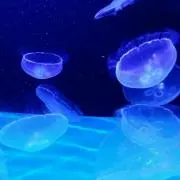 ブラウン★★★★★