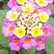 みなせ(外出自粛中につき発送遅延あり)の画像