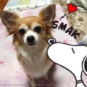 早生みかんの画像
