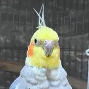 CHU1の画像