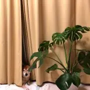 おまめの画像