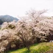 momoの画像
