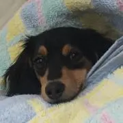 りんりんの画像