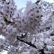 桜の画像