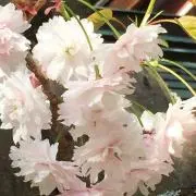 ほなみんの画像