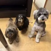 猫野とまとの画像