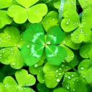 ゜・*:.。.clover.。.:*・゜