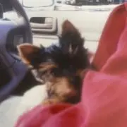 雄吉