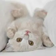 N.T