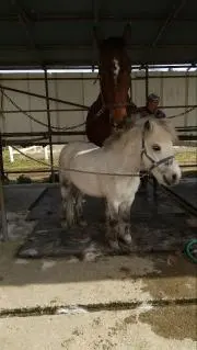 koco