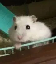 Toshiの画像