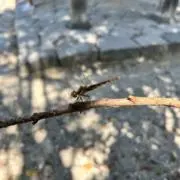 けーとの画像