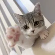 にゃん