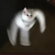 ʕ•ᴥ•ʔの画像