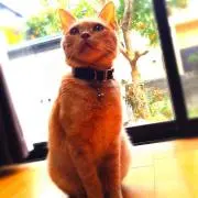 たかしの画像