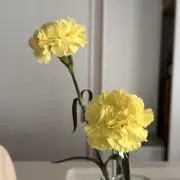 らんの画像