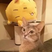 Suryaの画像
