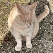 キキの画像