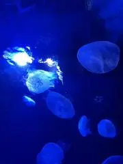 ぐりの画像