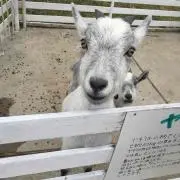 みーやん
