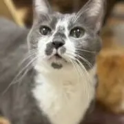 たび（=^ェ^=)24時間以内発送❣️の画像