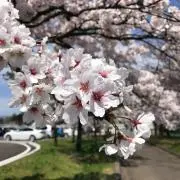 シカ