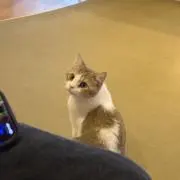 佐々木の画像
