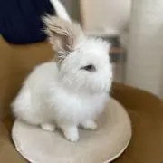 メイの画像