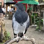 わくの画像